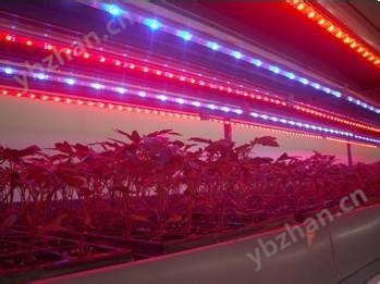 LED植物補(bǔ)光燈